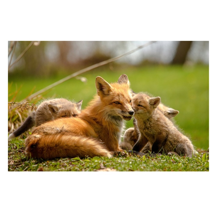 Картина на платно, „Лисицата с нейните игриви малки“, лисица, малки, козина, трева, природа, семейство, обич, гора, пролет, слънце, 100 x 100 см