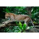 Tablou Canvas, "Leopard odihnindu-se in jungla luxurianta", Leopard, Frunzis, Ramura, Panda, Agilitate, salbaticie, Camuflaj, Natura, Eleganta, 150 x 100cm