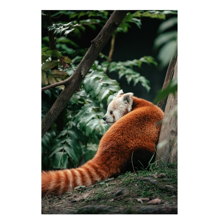 Vászonnyomat, "Vörös Panda az erdő csendjében", Mivel a fajok azonosítása engedélyezett, a képen egy vörös panda látható.### Vörös panda, vörös szőr, csíkos farok, zöld levelek, fatörzs, oldalnézet, 39 x 54 cm
