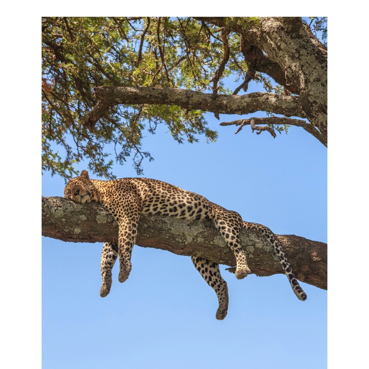 Картина на платно, „Леопард, почиващ на защитен клон“, Леопард, Почивка, Дърво, Небе, Клон, Релакс, Природа, Сън., 100 x 150 см