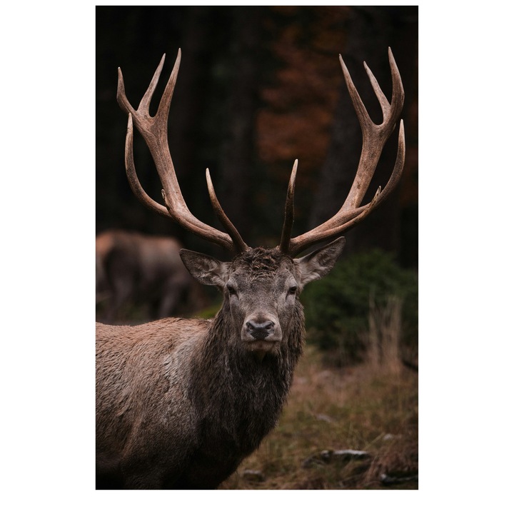 Tablou Canvas, "Regele padurilor de toamna", Majestic, Regal, Silent, Proud, Strong, Wild, 50 x 70cm