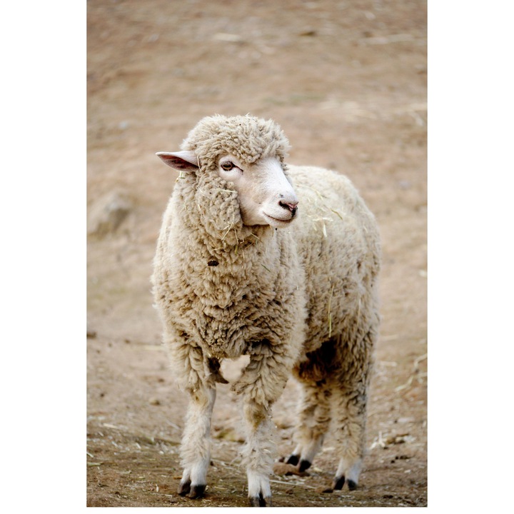 Картина на платно, „Овце, мечтаещи за зелени пасища“, вълна, овца, козина, любопитство, пейзаж, ферма, природа, меко, пухкаво, ливада, 100 x 100 см