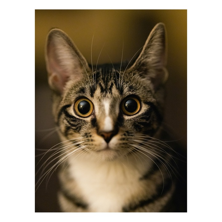 Картина на платно, „Котка, уловена във вечерната светлина“, котка, таби, уши, мустаци, очи, поглед, козина, вибриси, котка, портрет, 39 x 54 см