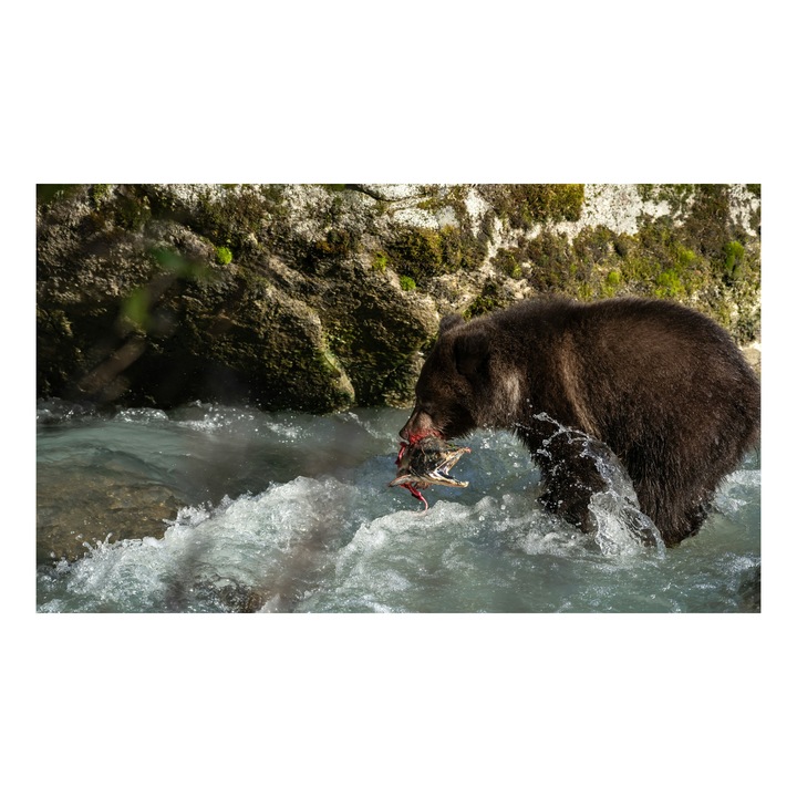 Картина на платно, „Мечка и риба в буйна река“, мечка, вода, риба, гора, природа, лов, река, скали, пустиня, 150 x 100 см