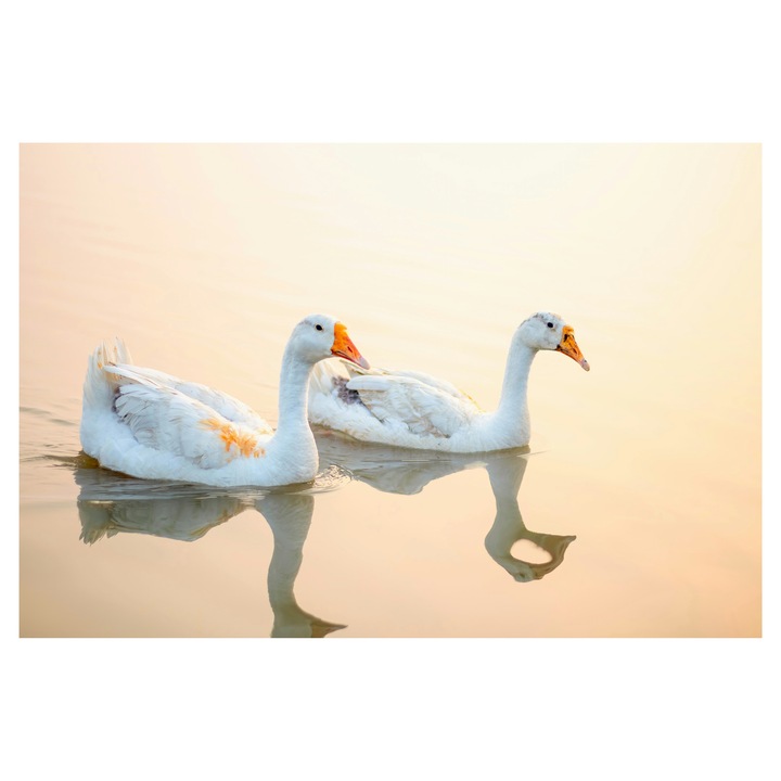 Картина на платно, „Лебеди, плъзгащи се по водното огледало“, патици, вода, отражение, залез, мир, спокойствие, природа, страж, 90 x 50 cm