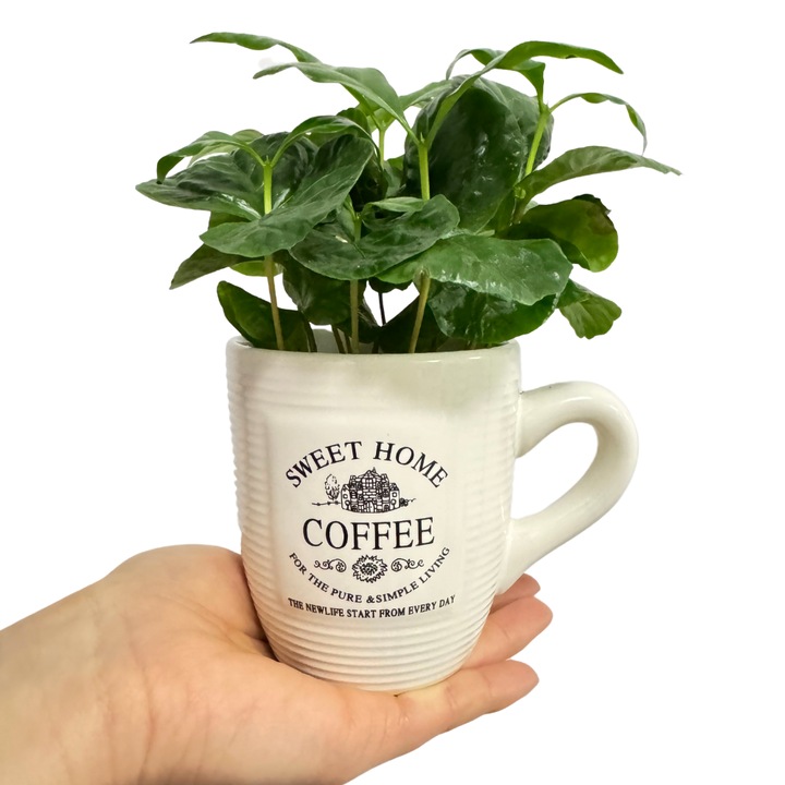 Arbore de cafea Coffea Arabica in cana decorativa