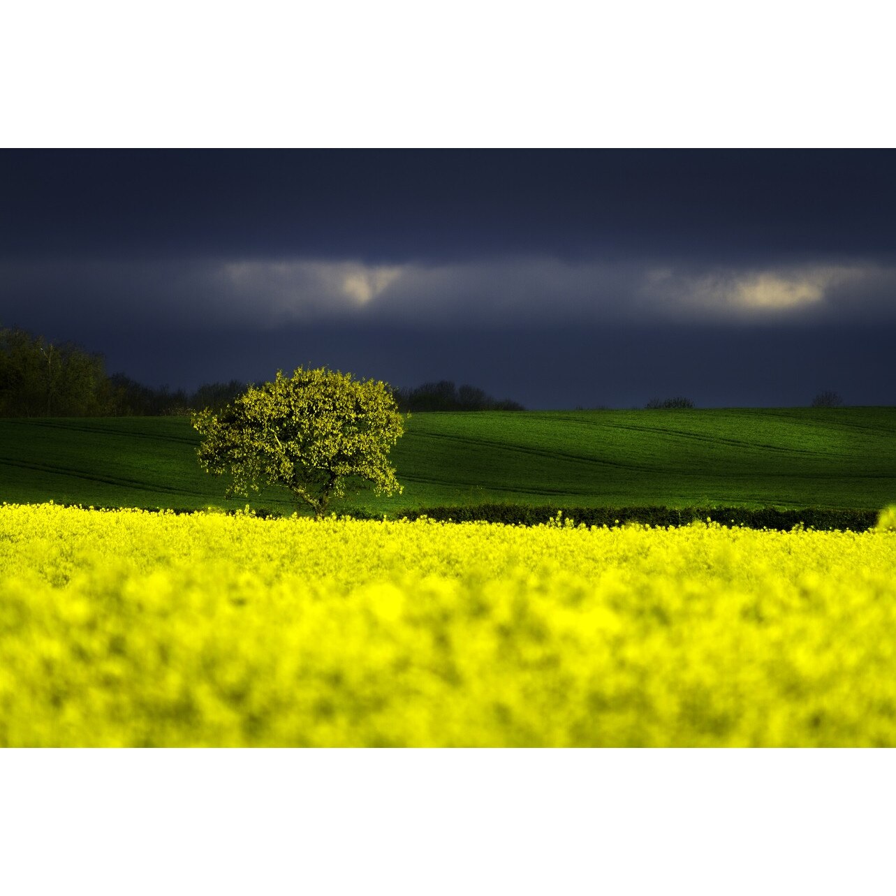 Tablou canvas, Natura, 50 x 80