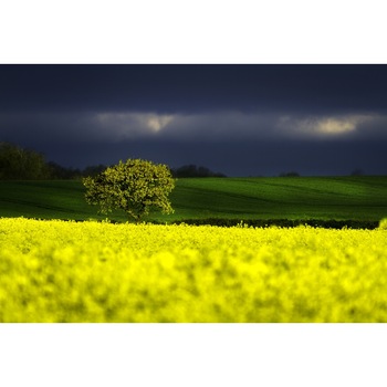 Tablou canvas, Natura, 50 x 80 Tablou canvas, Natura, 50 x 80