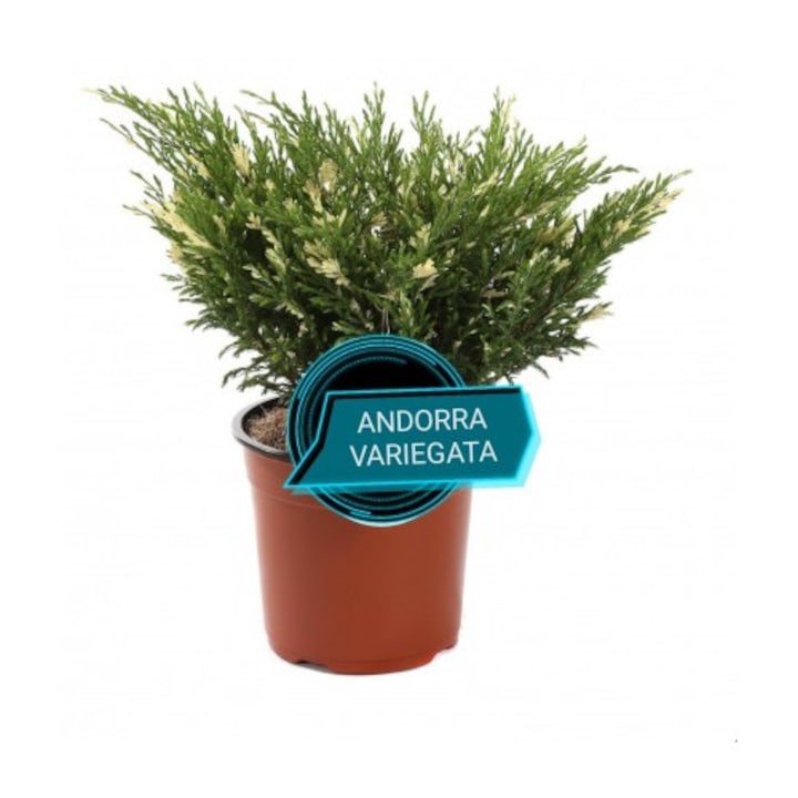 Juniperus horizontalis Andorra Variegata Gardin