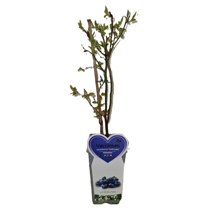 Arbust de afin, soiul 'Goldtraube", in ghiveci de 3 LT