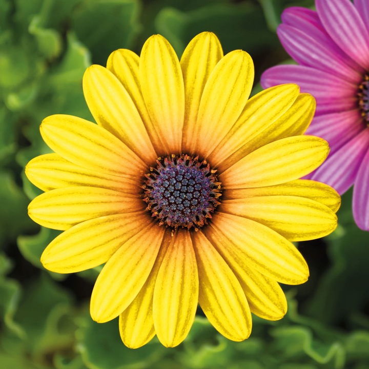 Decor de Gradina Floare 7, 5 Cm 4 Buc/pachet Click Accesoriu Electric Casa Montaj Siguranta