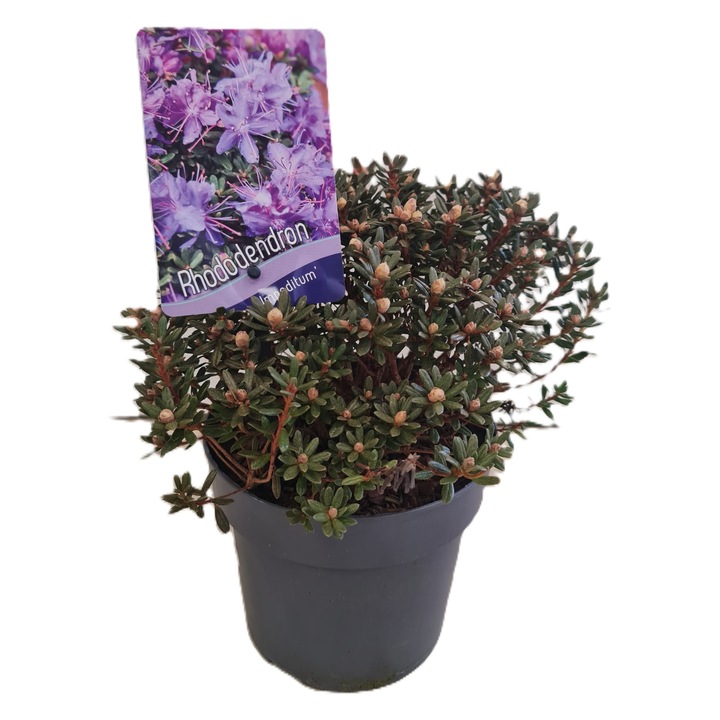 Rododendron pitic, soiul "Impeditum", flori mov, ghiveci 15x15cm