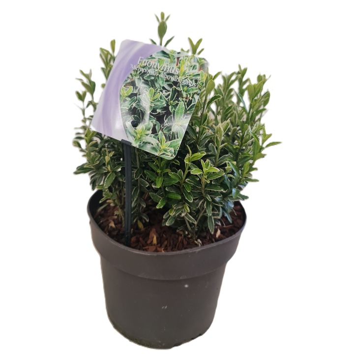 Planta vesnic verde, soiul "Euonymus Microphyllus albovariegatus" in ghiveci