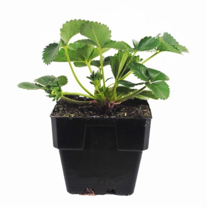 Capsuni Stoloni în ghiveci, Capsune Romanesc, fructe mari, aromate, 9cm