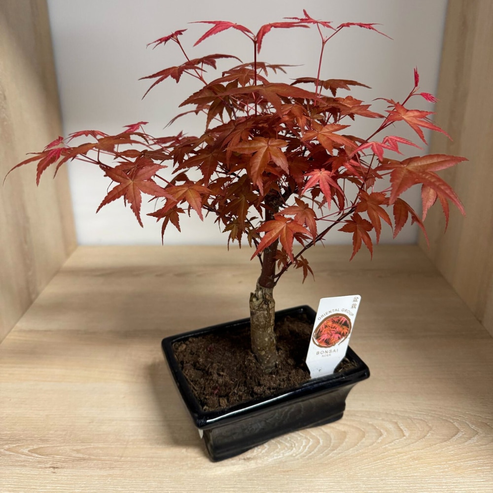 Bonsai Acer - Artar japonez 30-40 cm