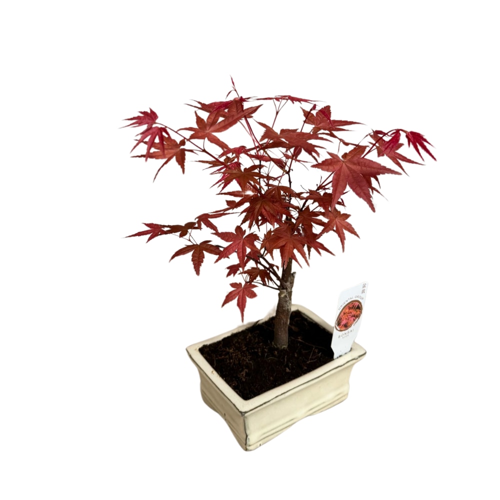 Bonsai Acer - Artar japonez 30-40 cm - eMAG.ro