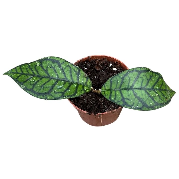 Hoya Ranauensis D10.5