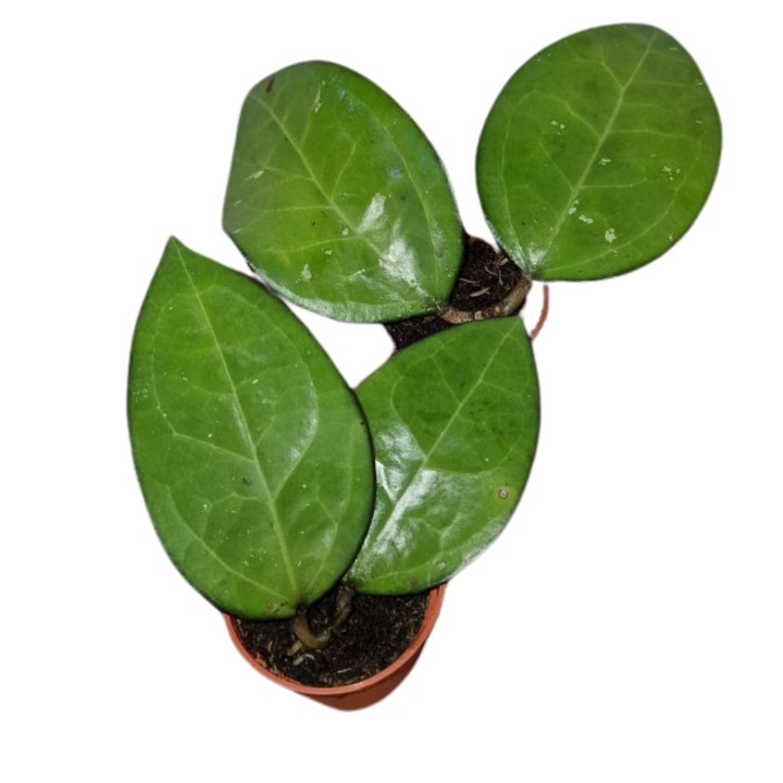 Planta naturala de interior Hoya sp. Malang D10.5