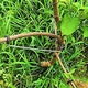 5 darabos készlet Fixátor / Gyümölcsfák hajtásainak és ágainak kiegyenesítése és vízszintesítése, fém, újrafelhasználható, hossza 18cm, Nafpro