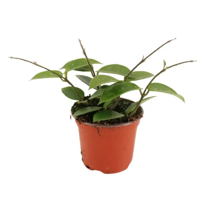 Planta naturala de interior Hoya 'Chouke' D9