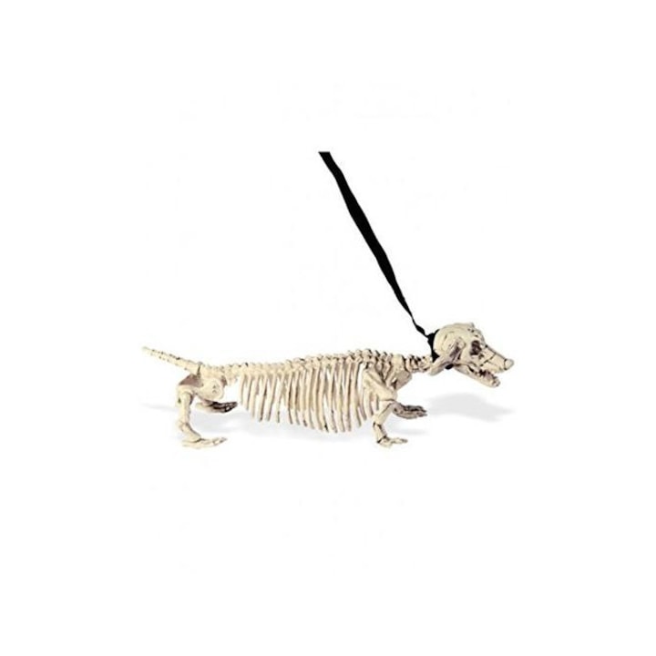 Csontváz Kutya Pórázzal, 55 cm