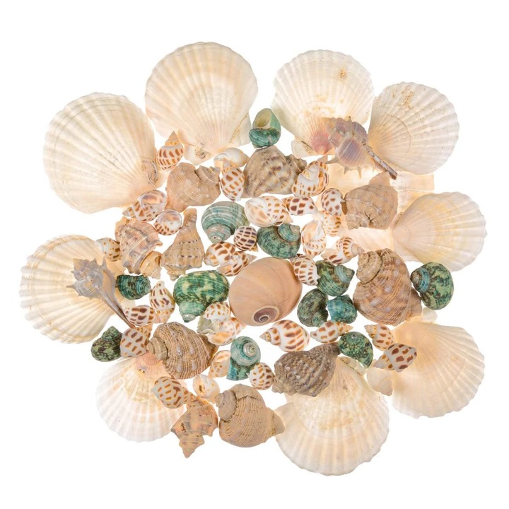 Scoici Albe Decorative in Plasa 350g