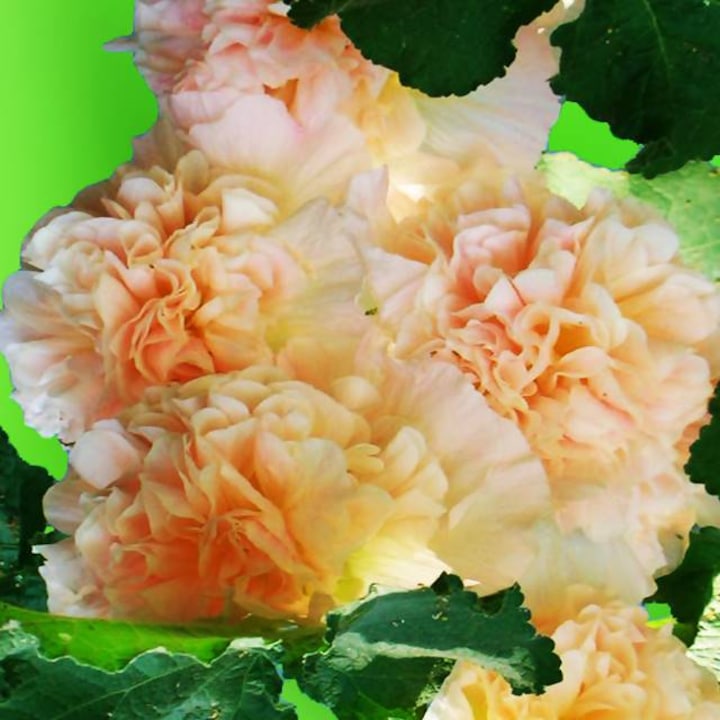Alcea Malwa пълен Peaches'n Dreams 1 брой, KRÓLIK