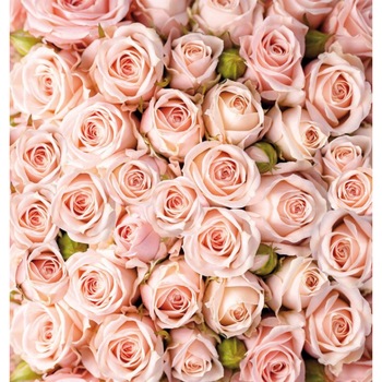 Fototapet DEGRETS 84572 Buchet de trandafiri 2 204x194cm Fototapet DEGRETS 84572 Buchet de trandafiri 2 204x194cm