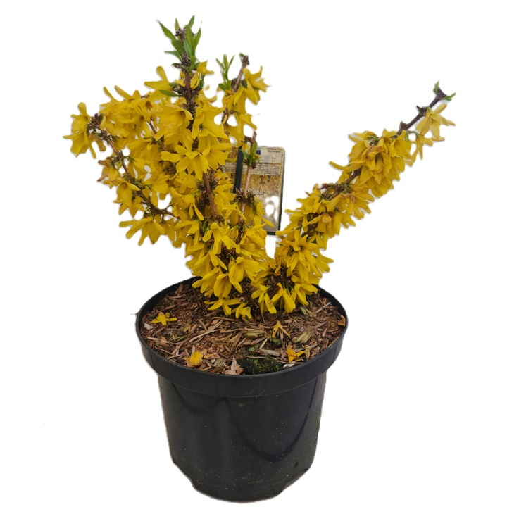 Forsitia "Ploaie de aur", ghiveci 17cm, flori galbene, plantă decorativă pentru exterior