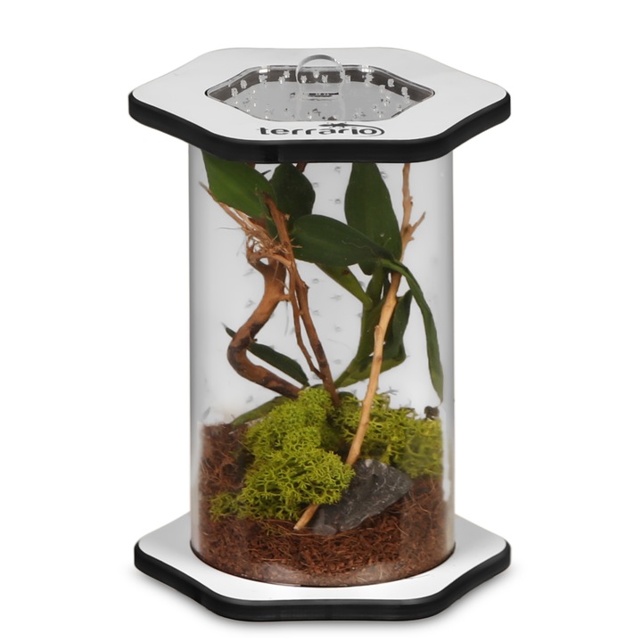 Akril terrárium, Terrario Spiders Tube Tall100, pókoknak, imádkozó sáskáknak és rovaroknak, 10 x 11 cm
