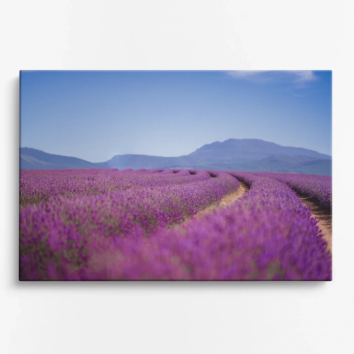 Tablou Canvas Peisaje WOWCanvas, Camp de Lavanda Sub Cerul Albastru, 60 x 40 cm
