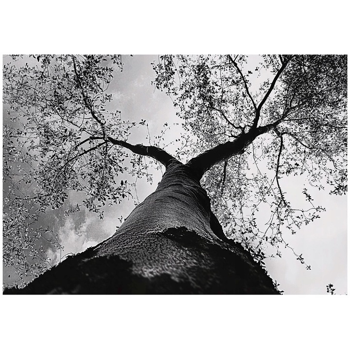 Fotótapéta, erdő, fekete-fehér, falra, szobába, tapéta, nappaliba, fal, dekoráció, 150x105 cm, 15596VX3