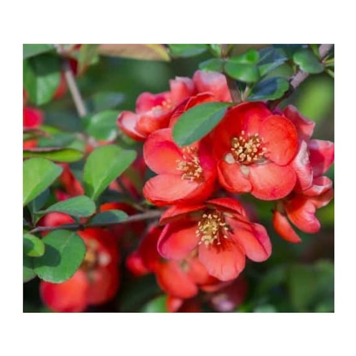Planta Chaenomeles japonica – Gutui japonez cu flori rosii sau portocalii, planta la ghiveci 10 cm