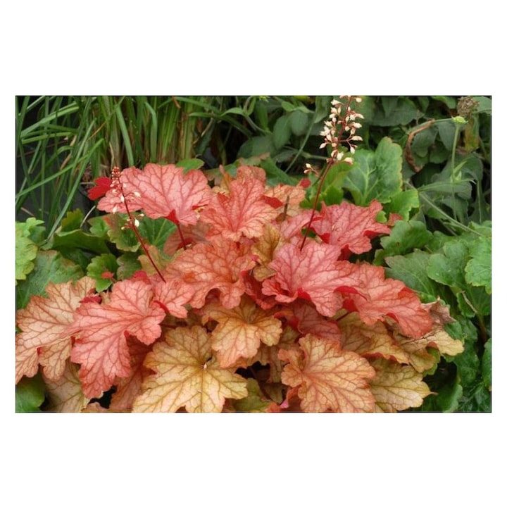 Planta Heuchera Autumn Orange – Frunzis spectaculos in nuante calde de toamna Ghiveci: 12 cm