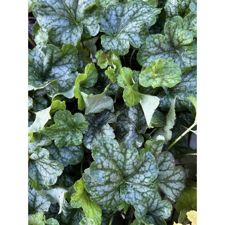 Planta Heuchera Silver Green – Planta perena decorativa prin frunze Ghiveci: 12 cm