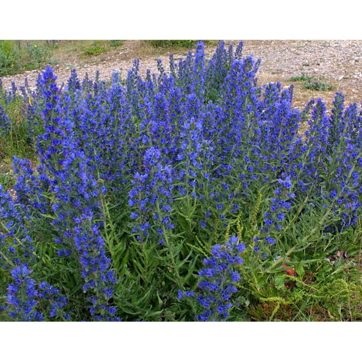 Seminte de Echium Vulgare Naturini, 50g, pentru pajiste, germinare 94%