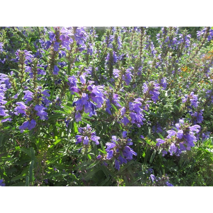 Pszczelnik moldav, Naturini, 50g, miododajna, seminte de calitate