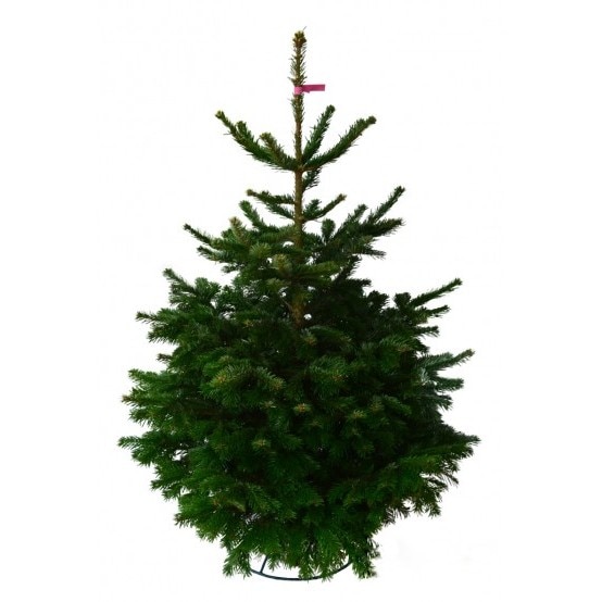 Brad natural de Craciun Normandian Premium 100-125 cm