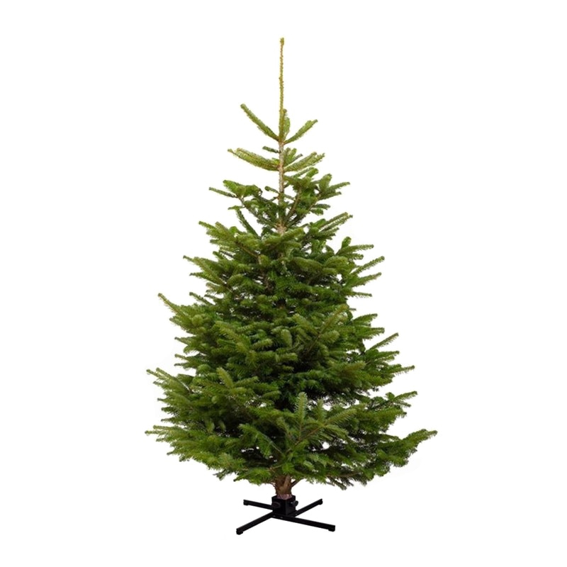 Brad natural de Craciun Normandian Premium 175-200 cm