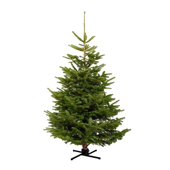 Brad natural de Craciun Normandian Premium 175-200 cm Brad natural de Craciun Normandian Premium 175-200 cm