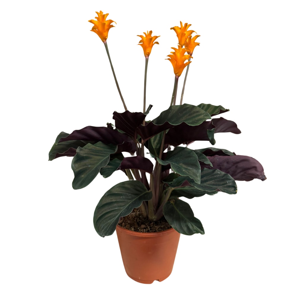 Calathea Crocata naturala inflorita, ~50cm