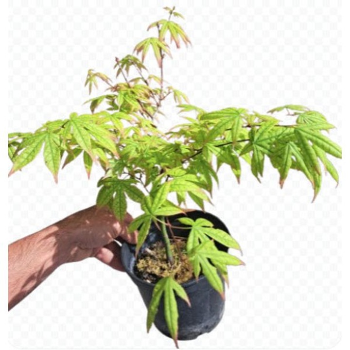 Planta in ghiveci Artar japonez - Acer palmatum, 40-50 cm