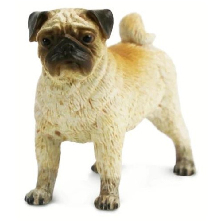 Pug Dog