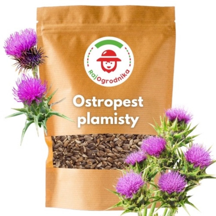 Seminte de gradina, Seminte armurariu violet 100g, inaltime 120x150cm, inaltime mare, calitate superioara, seminte premium, seminte de top