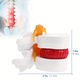 Model anatomic uman pentru hernie de disc lombar, 1.5x dimensiune reala, 2 discuri flexibile, WALALLA