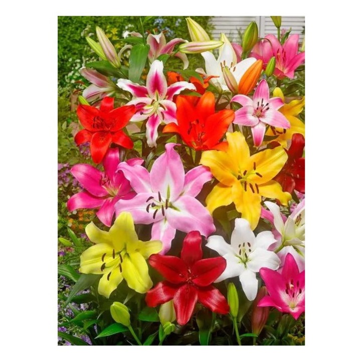 Bulb, Crini, Picking garden mix, Calibru 14/16