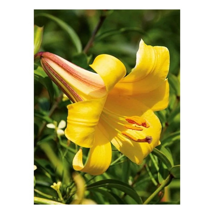 Bulb, Crini, Golden splendour, Calibru 14/16