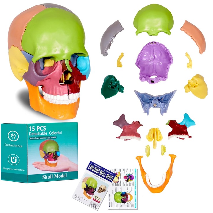 Model de craniu uman, WALALLA, simulare 1:1, mini detasabil, model medical de craniu uman colorat, material de inalta calitate, non-toxic, inodor, usor de curatat