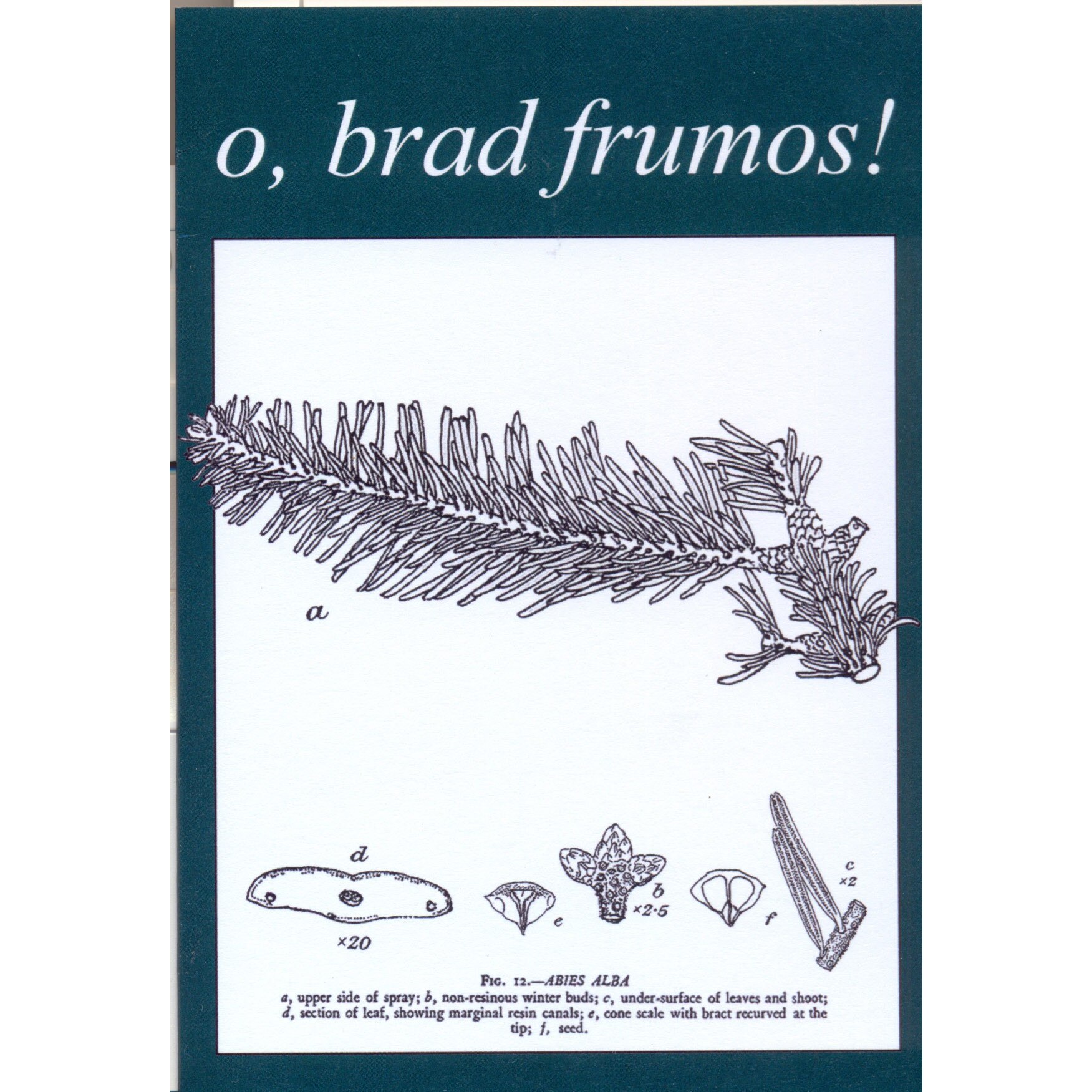 Felicitare - O, brad frumos!