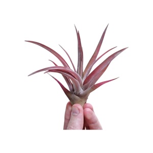 Plante in ghiveci
